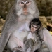monkey_macaque_balinese_mf_ubud_v_0273_bal0274.jpg